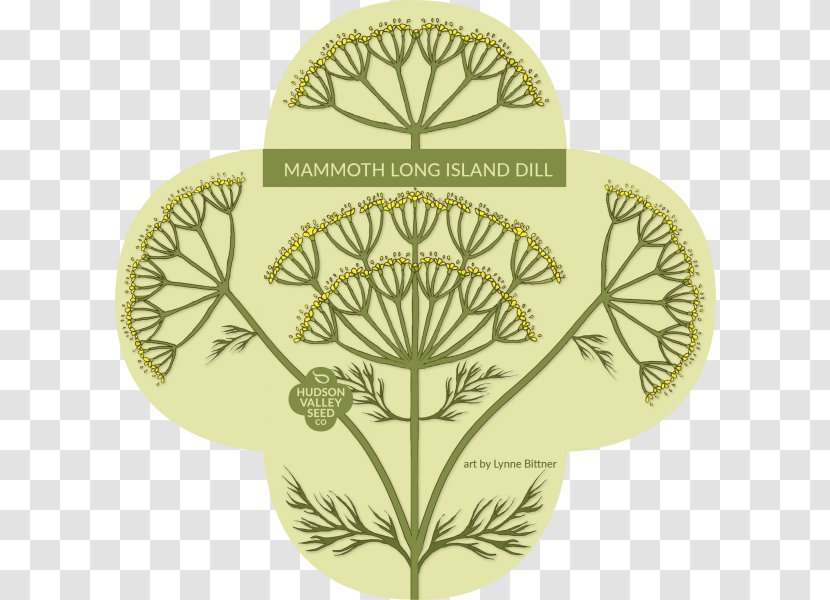 Flower Dill Seed Drawing Botany - Herb Transparent PNG