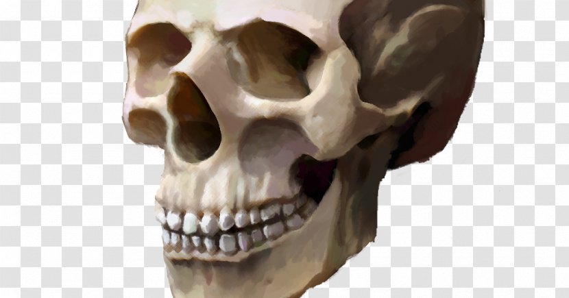 Skull Poster Clip Art - Jaw - Homo Sapiens Transparent PNG