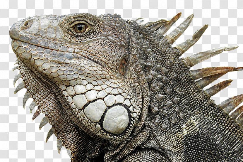 Green Iguana Reptile Lizard Rhinoceros Desktop Wallpaper - Pet Transparent PNG