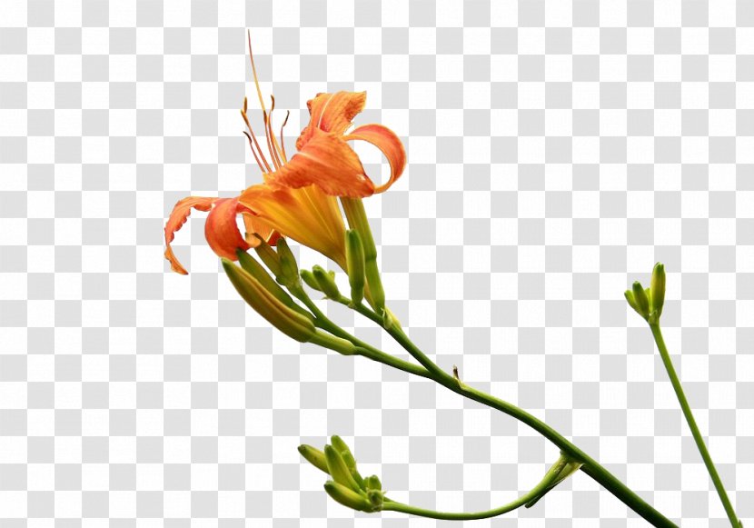 Hemerocallis Fulva Gratis Mothers Day - Orange - Forget The Grass In Kind Transparent PNG