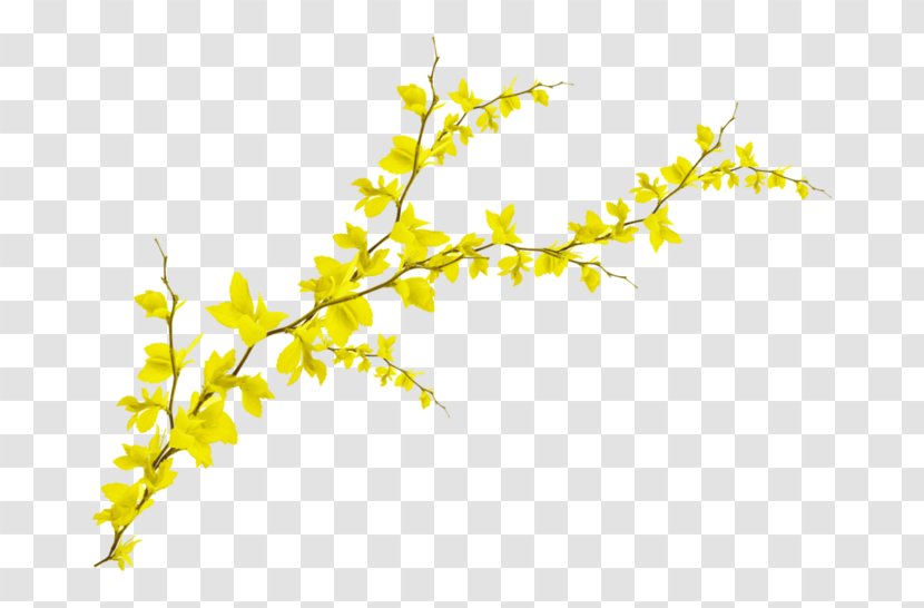 Branch Leaf Photography - Twig Transparent PNG