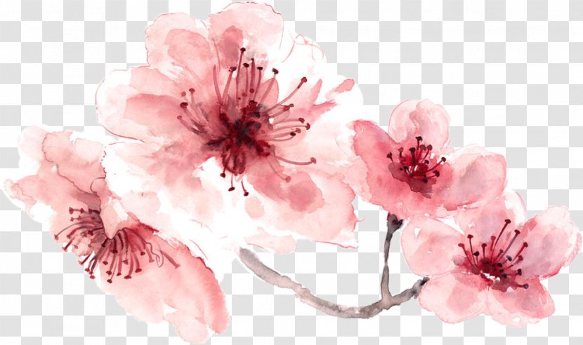 Cherry Blossom Watercolor Painting Transparent PNG