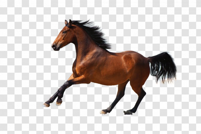 Mustang Horse Pony Stallion Logo - Mare - Wenger Background Transparent PNG