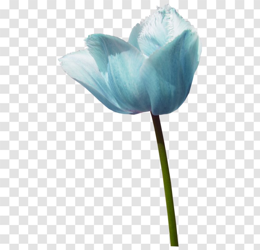 Tulip Blue Rose Cut Flowers - Color Transparent PNG
