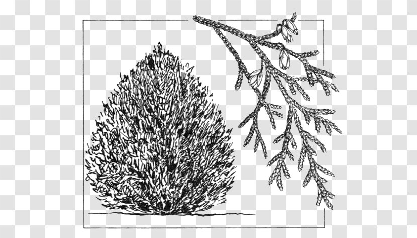 Arborvitae Drawing Shrub Conifers Cupressus - Grass Family - Tree Transparent PNG