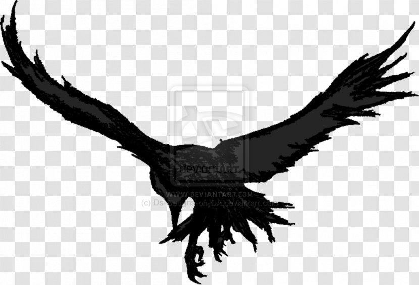 Crow Bald Eagle Watercolor Painting Art - Bird Of Prey Transparent PNG