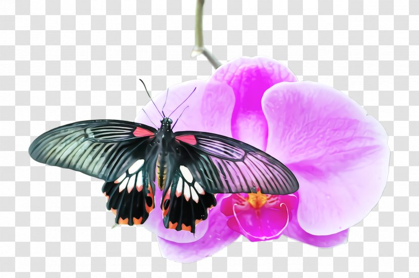 Butterfly Insect Moths And Butterflies Violet Pollinator - Wing - Plant Transparent PNG