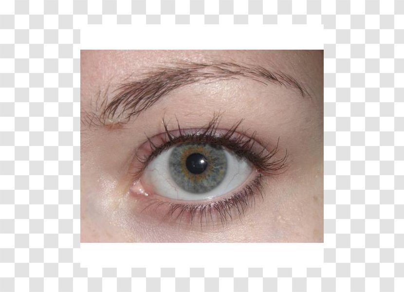 Eyelash Extensions Eye Liner Mascara Shadow Lip - Ophthalmology - Flirt Transparent PNG
