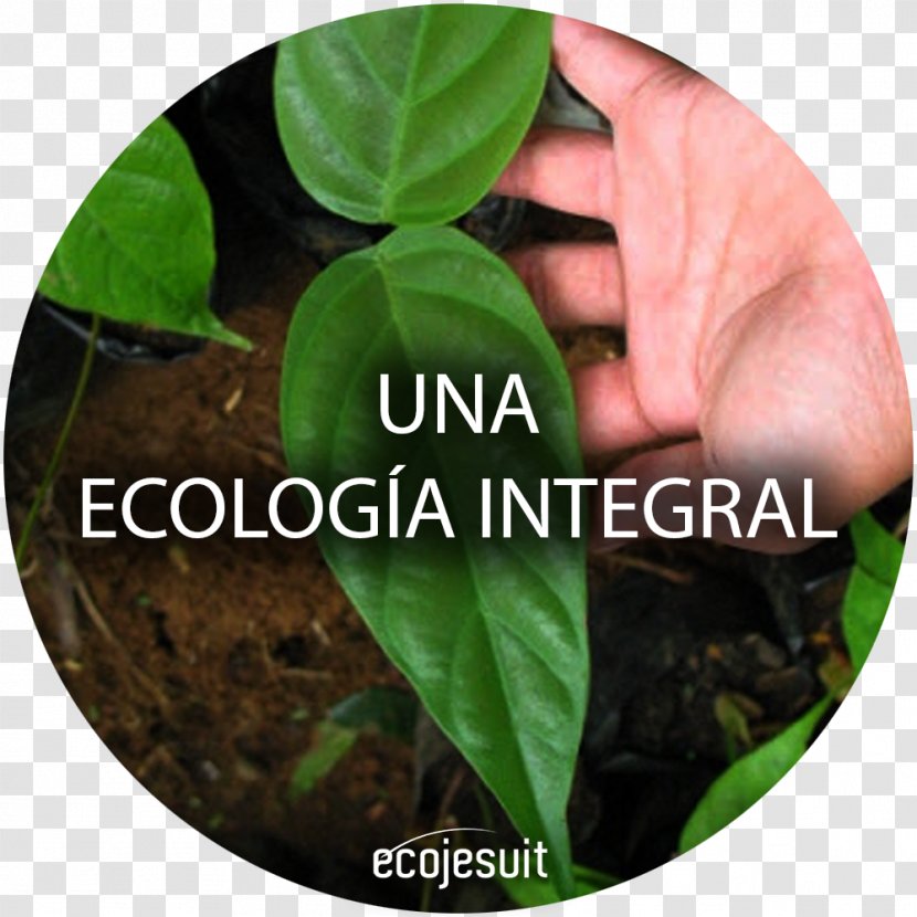 Laudato Si' Ecology Natural Environment Encyclical Ecojesuit Transparent PNG