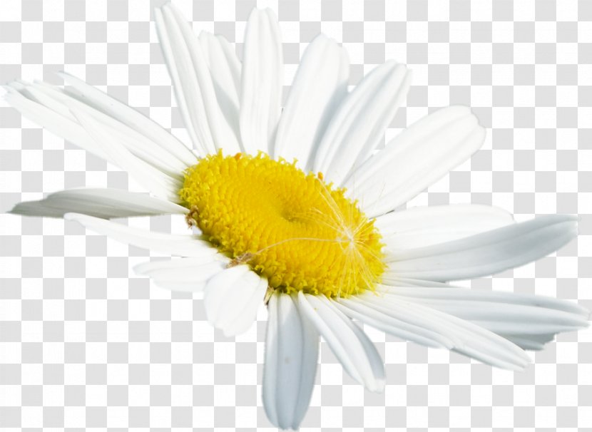 Common Daisy Oxeye Roman Chamomile Transvaal Cut Flowers - Chamaemelum Nobile Transparent PNG
