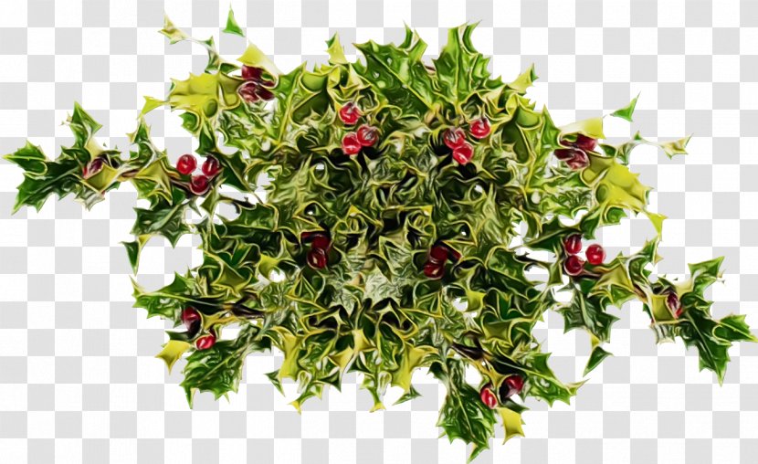 Holly - Flower - Plant Transparent PNG