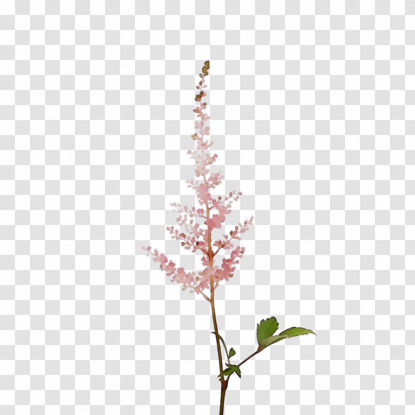 Twig Plant Stem Leaf Flower Plants - Astilbe Transparent PNG