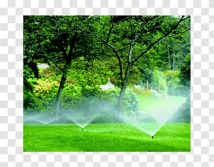 Irrigation Sprinkler Landscaping Lawn Landscape Design - Drip - Lush Tree Top Transparent PNG