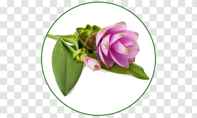 Floral Design Antinfiammatori Naturali: Prevenire E Curare In Modo Efficace, Senza Effetti Collaterali Cut Flowers Flower Bouquet - Rose - Curcuma Longa Transparent PNG