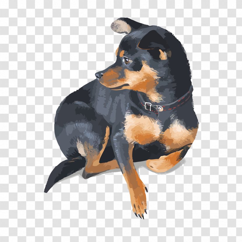 Miniature Pinscher Rottweiler Pet - Vector Dog Transparent PNG