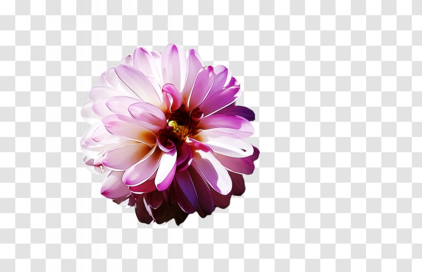 Petal Flower Pink Violet Purple - Dahlia Daisy Family Transparent PNG