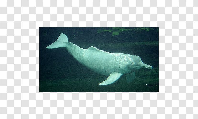Amazon River Dolphin Porpoise - Sperm Whale Transparent PNG