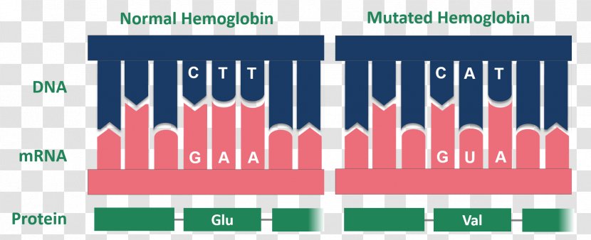 Sickle Cell Disease Glycated Hemoglobin Point Mutation - Brand - Text Transparent PNG