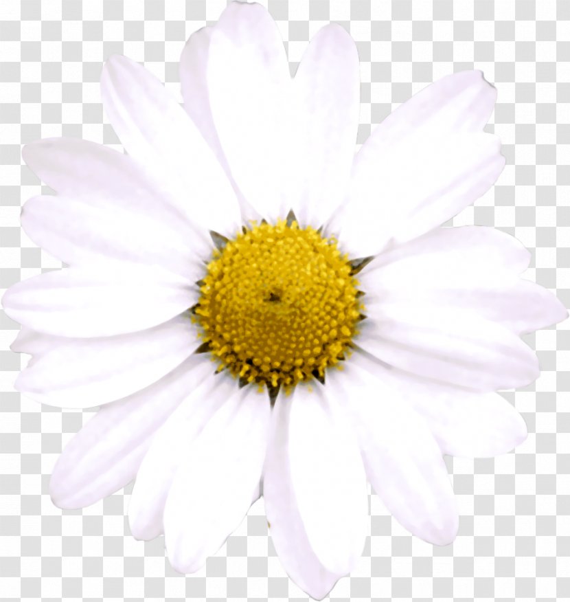 Oxeye Daisy The Twilight Saga Roman Chamomile Flower Blog - Petal Transparent PNG