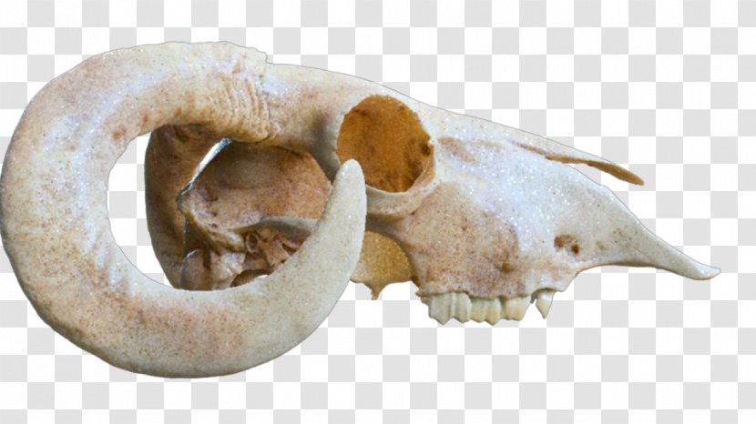 Bone Shader Light Skull Mental Ray - Snout - Shading Material Transparent PNG