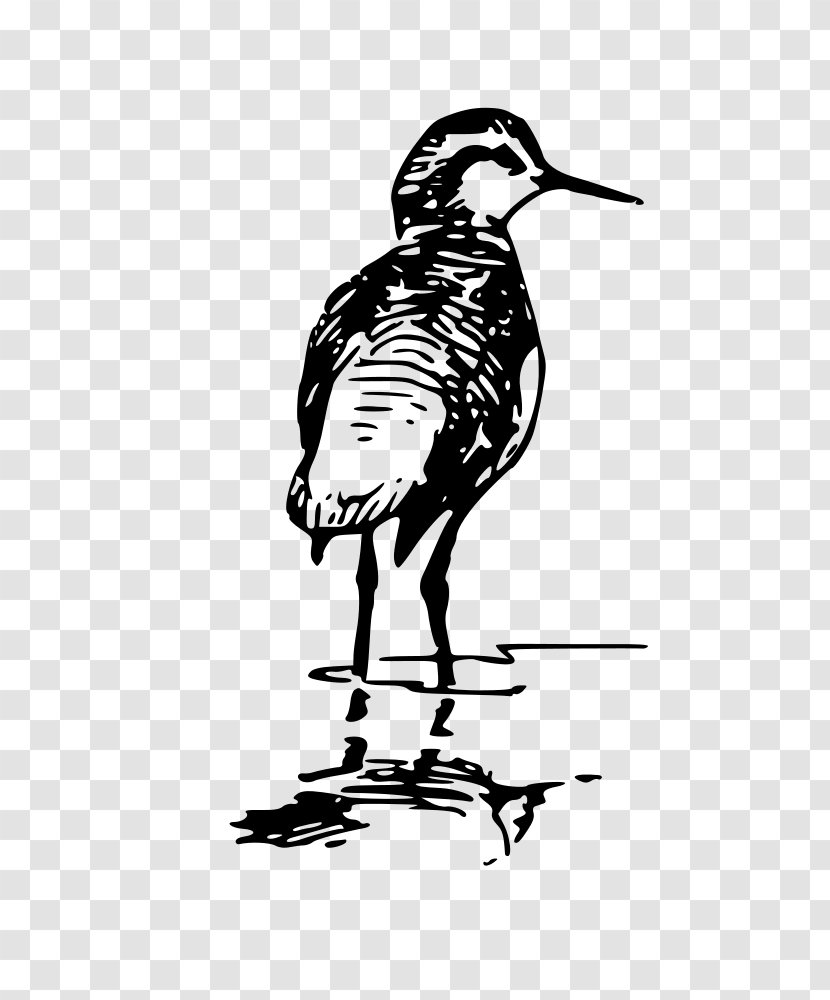 Duck Bird Phalaropes Clip Art - Drawing Transparent PNG