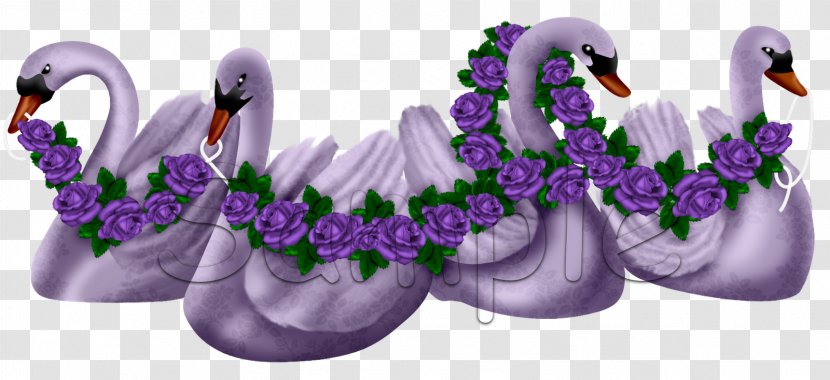 Lavender Lilac Violet Water Bird Purple - Love Swan Transparent PNG