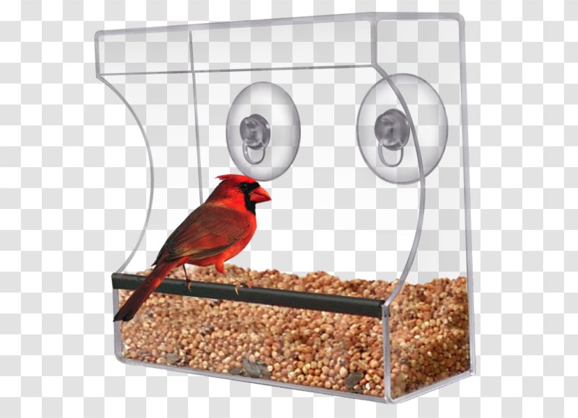 Bird Feeders Squirrel Window Finches - Pet Transparent PNG