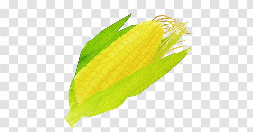 Feather - Corn On The Cob - Flower Vegetarian Food Transparent PNG