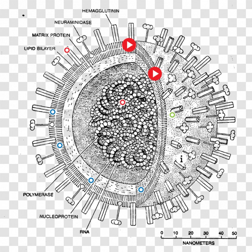 Swine Influenza A Virus Subtype H1N1 Pandemic - Tree - Amplifying Mycoplasma Transparent PNG