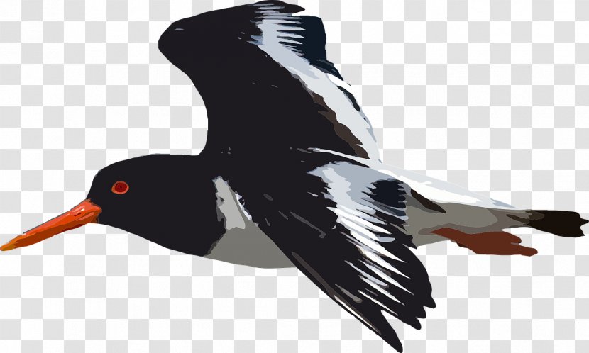 Bird Vector Graphics Clip Art Image - Animal Transparent PNG
