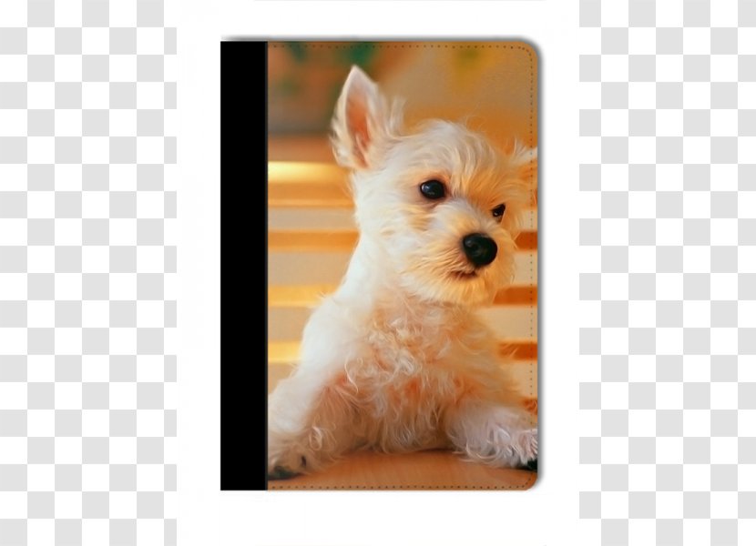 Puppy Maltese Dog Pet Sitting Desktop Wallpaper - Iphone 6 Plus - Cute Transparent PNG