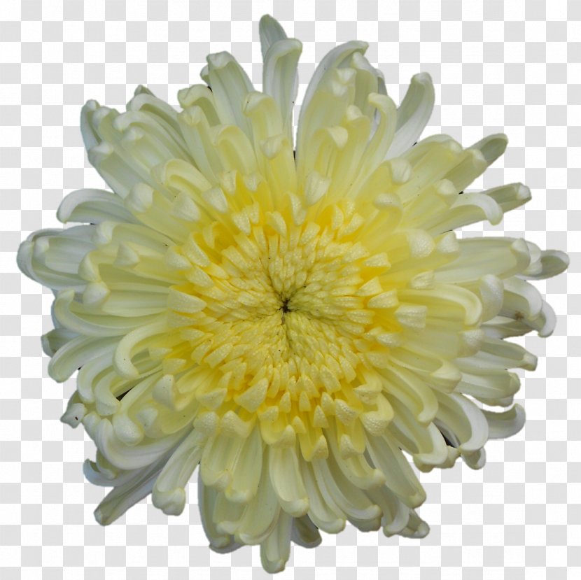 Chrysanthemum Transvaal Daisy Transparent PNG