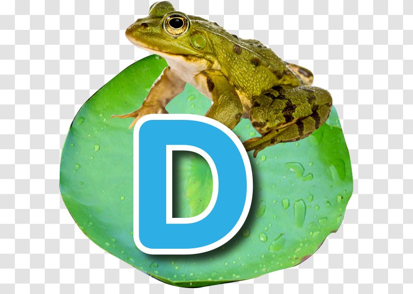Common Frog Edible Photography Transparent PNG