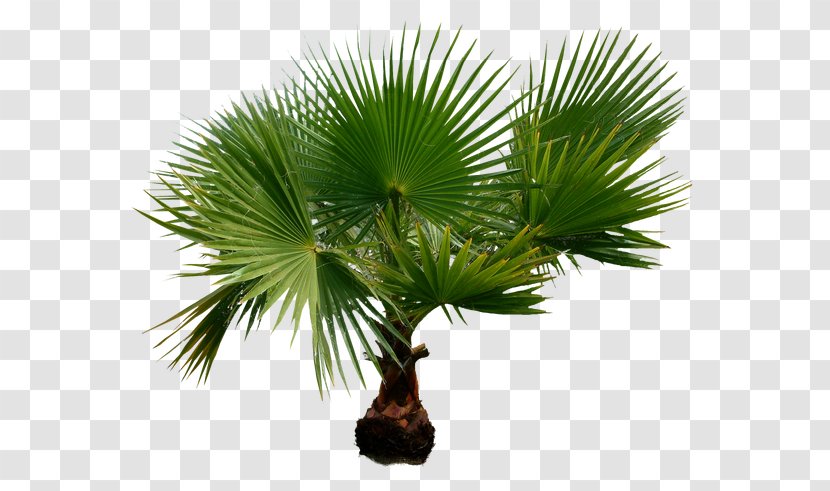 Arecaceae Clip Art - Trachycarpus Fortunei - Palm Illustration Transparent PNG