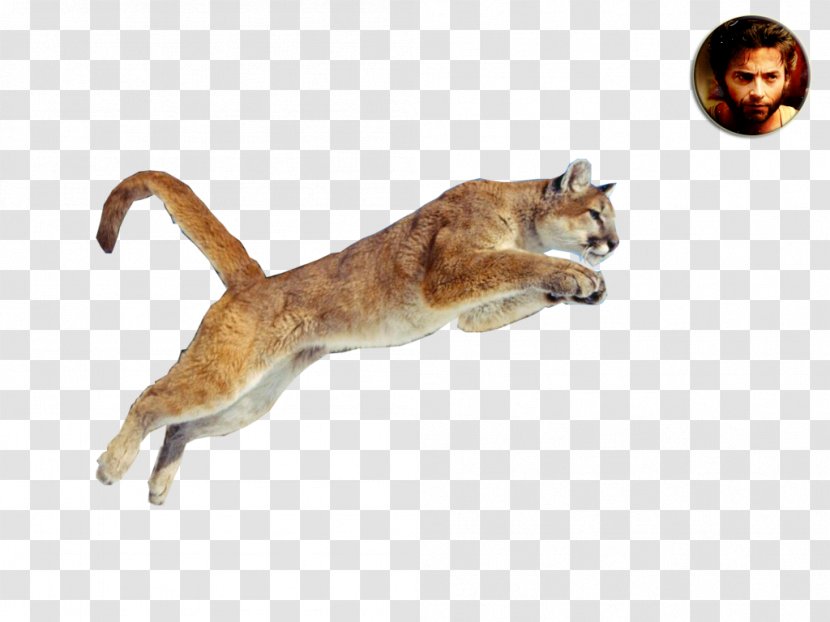 Wildcat Cougar Whiskers Lion - Big Cat Transparent PNG