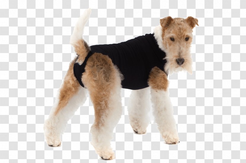 Wire Hair Fox Terrier Elizabethan Collar Pet T-shirt Suit Transparent PNG