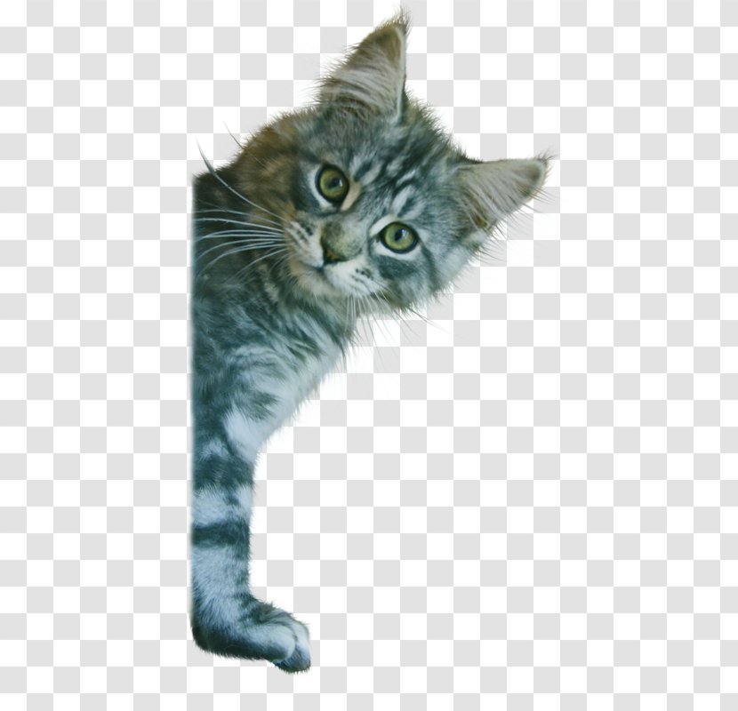 Kitten Maine Coon American Wirehair Nebelung Whiskers Transparent PNG