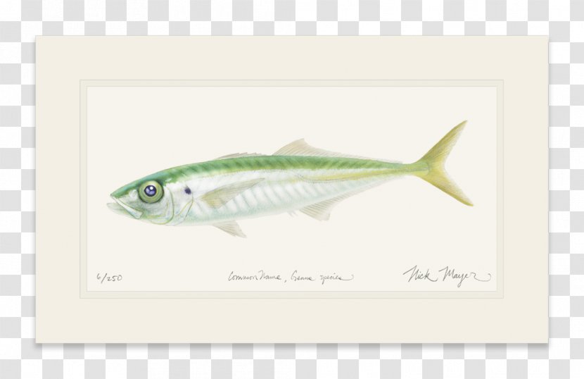 Mackerel Sardine - Pacific Jack Transparent PNG