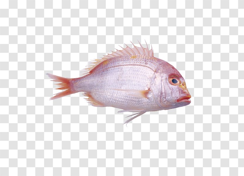 Fish Red Pink Pagrus Major Transparent PNG
