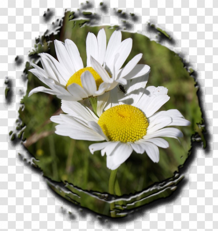 Common Daisy Chrysanthemum Plant Flower Oxeye Transparent PNG