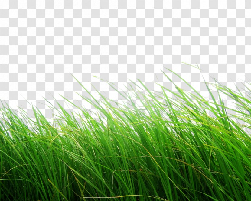 Python Imaging Library - 8 Bit Color - Grass Image, Green Picture Transparent PNG