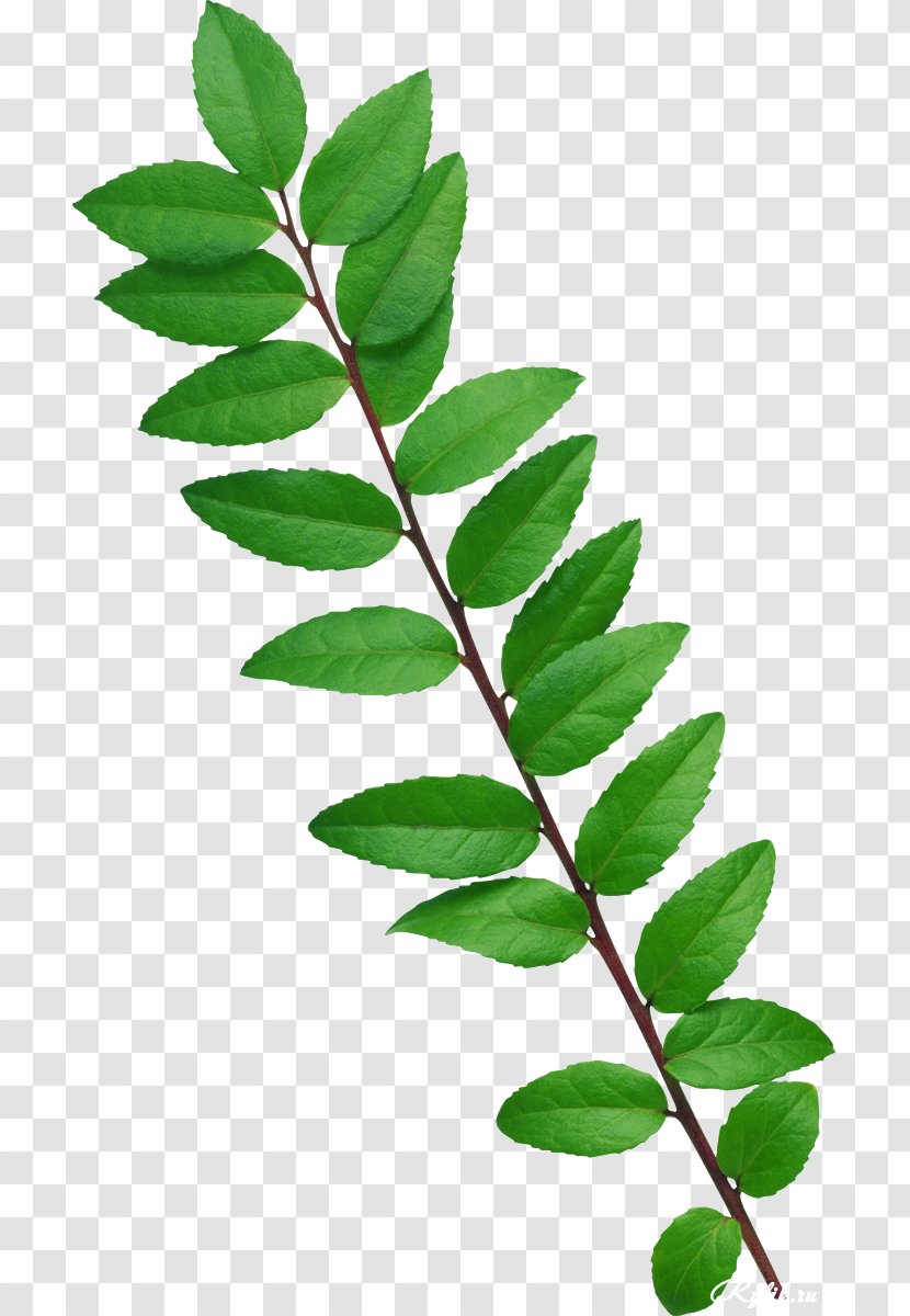 Leaves Pattern - Branch - Data Transparent PNG