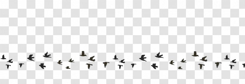 Bird Migration Line Point Font - Black And White Transparent PNG