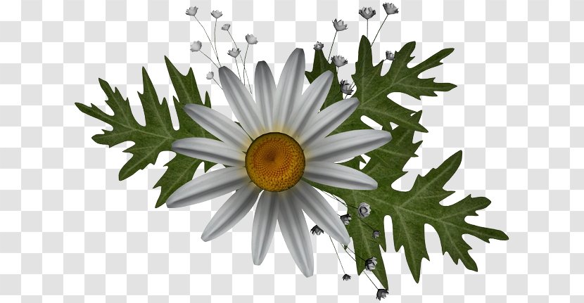 Oxeye Daisy PhotoFiltre Graphics Software - Advertising - Flower Transparent PNG