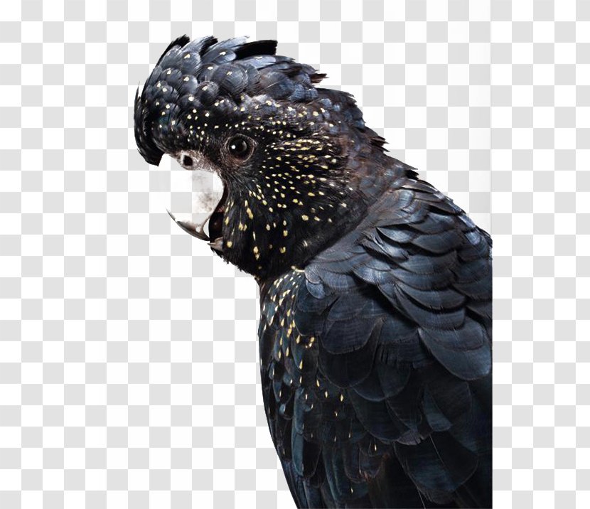 Australia Cockatoo Bird Budgerigar - Printing - Black Parrot Transparent PNG