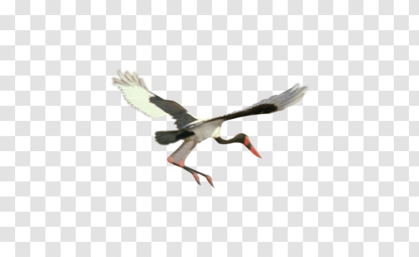 Bird Goose - White Crane Transparent PNG