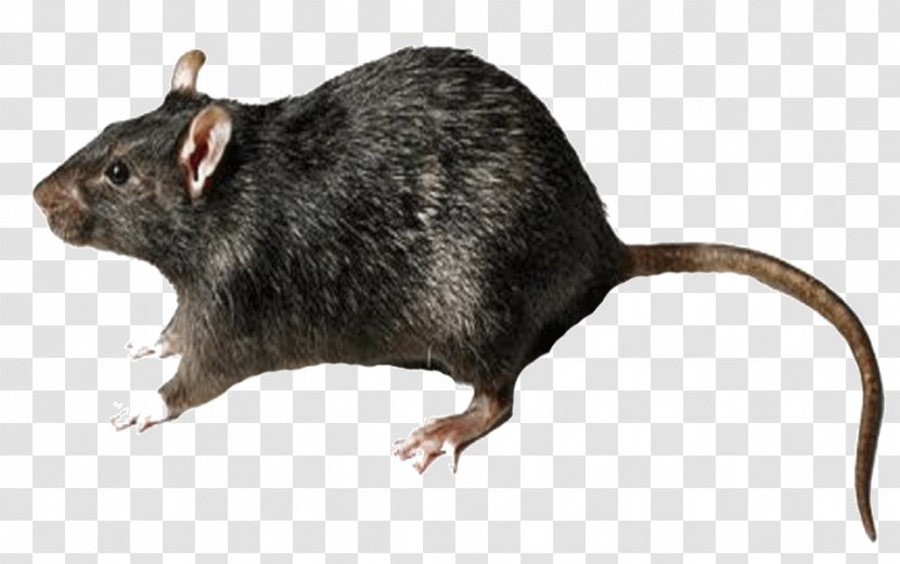 Clip Art Rodent Brown Rat Desktop Wallpaper - Mammal - Trap Transparent PNG