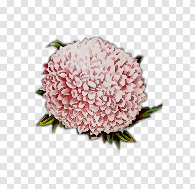Chrysanthemum Cut Flowers Flower Bouquet Pink M - Viburnum - Cornales Transparent PNG