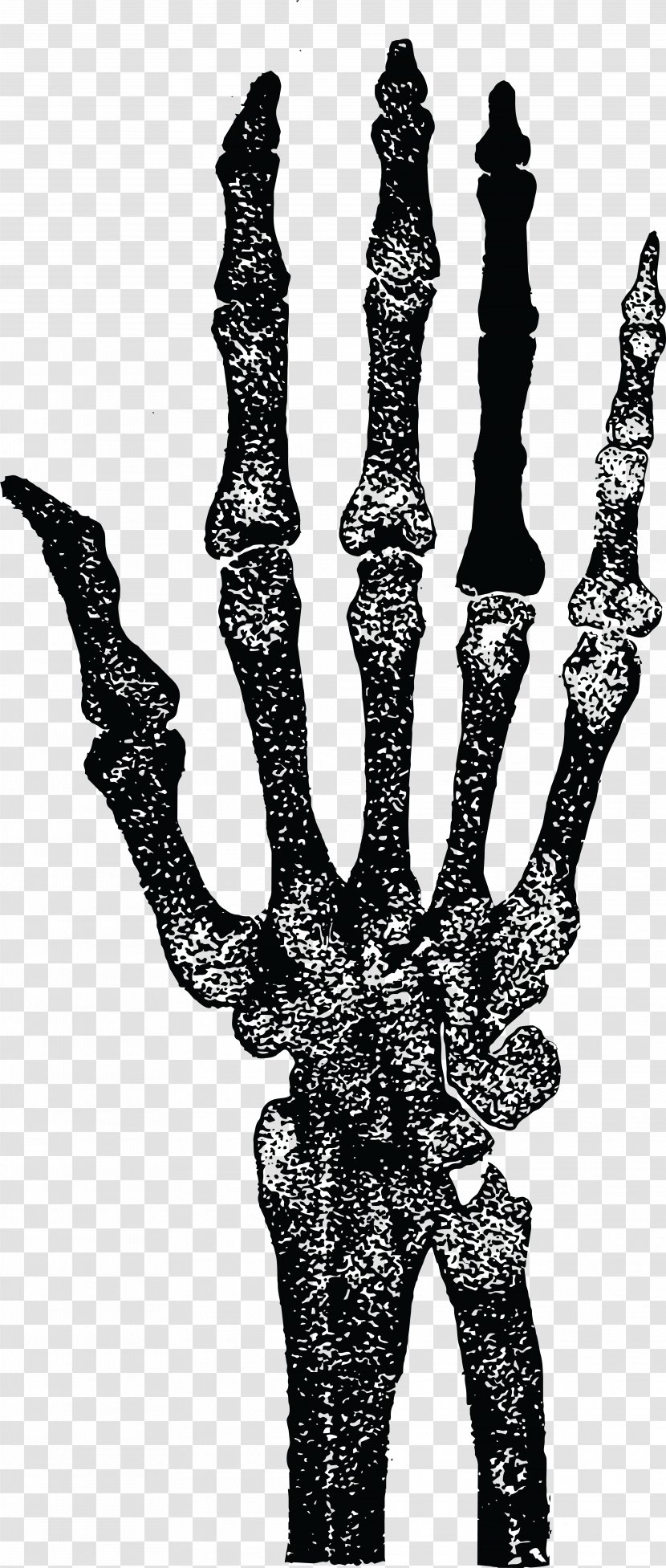 Human Skeleton Finger Hand Anatomy - Palm Transparent PNG