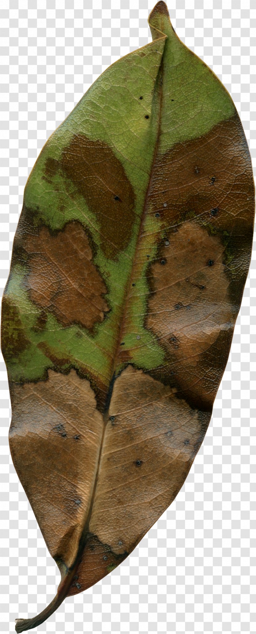 Autumn Leaf Photography - Stock - Leaves Transparent PNG